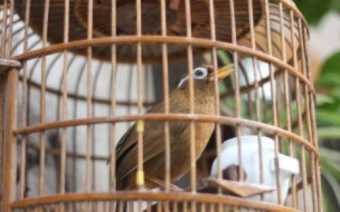 刚孵化的小鸟怎么养 怎么养刚孵化的小鸟