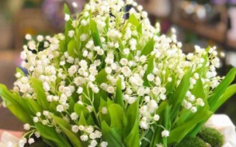 铃兰花可以养在室内吗 室内可以养殖铃兰花不