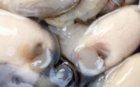刚剥出来的生蚝肉怎么保存 刚剥出来的生蚝肉如何保存