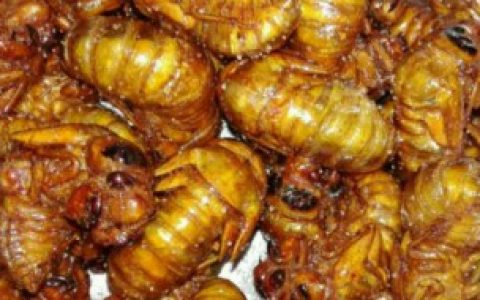 金蝉怎么洗最快最干净 金蝉如何洗最快最干净