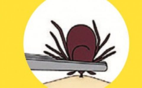 蜱虫怎么繁殖 蜱虫如何繁殖