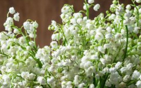 铃兰可以室内养吗,铃兰是否可以室内养