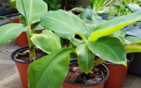 【香蕉籽如何种小盆栽】香蕉籽怎么种小盆栽