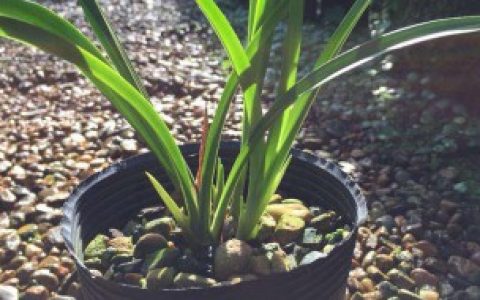 【七仙女花如何养殖】七仙女花的养殖方法