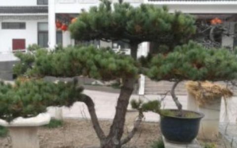 【判断五针松死了的方法】如何判断五针松死了