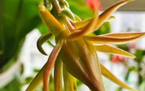 昙花从花骨朵到开花大约需要几天（昙花从花骨朵到开花大约需要多少天）