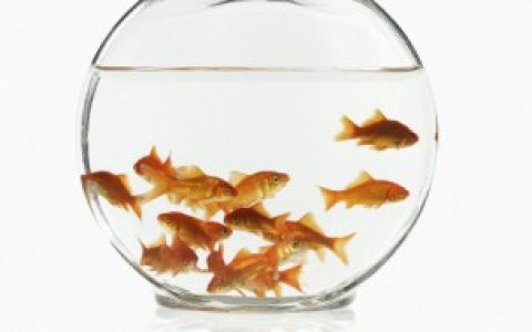 淡水鱼能不能在海里生活（淡水鱼能在海里生活吗）