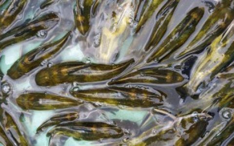 加吉鱼是野生还是养殖 加吉鱼野生和养殖的都有