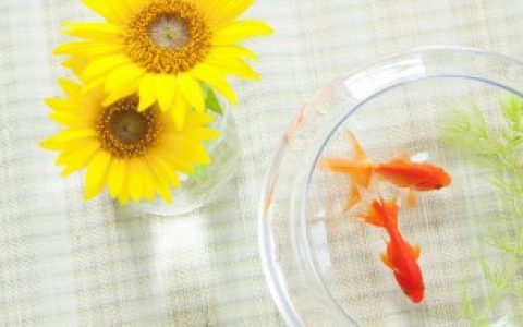 鱼缸里的珊瑚变绿了如何处理 如何解决鱼缸里的珊瑚变绿了