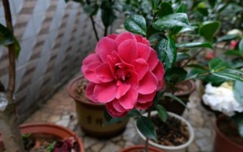 如何使茶梅在圣诞开花 使茶梅在圣诞开花方法