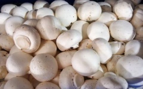 双孢菇的贮藏方法 双孢菇的储存方法
