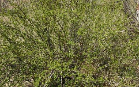 刺果茶藨子介绍,刺果茶藨子是什么