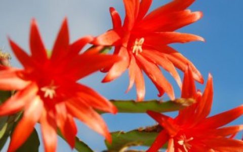 【蟹爪兰开花后怎么养殖】蟹爪兰开花后的养殖方法