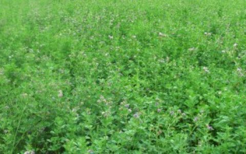 【紫花苜蓿草如何种植】紫花苜蓿草怎么种植