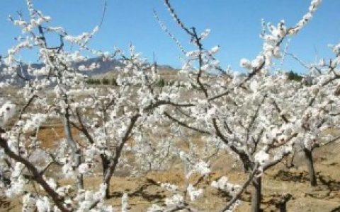 【杏树冬季要如何养】杏树冬季要怎么养