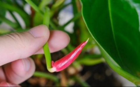 家里养红掌的注意事项（家里养红掌的禁忌）