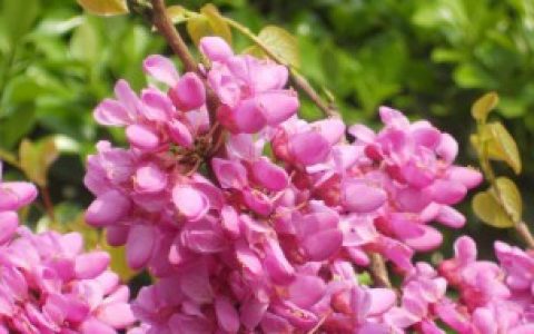 紫荆花怎么养家庭养法 紫荆花怎么养