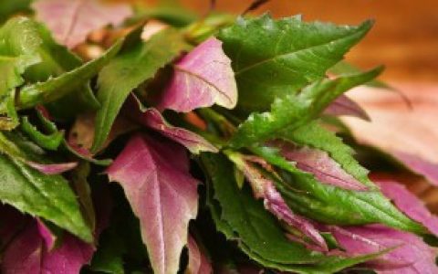 紫背天葵怎么吃 紫背天葵如何吃