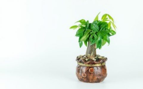 有哪些适合室内培植的小植物,适合室内培植的小植物有哪些