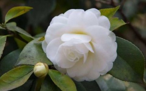 【白山茶的花语介绍】白山茶的花语是什么意思