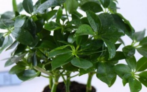 【什么花适合放在卧室净化空气又好养】什么花适合放在卧室好养