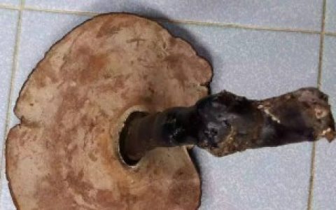 【如何清洗干净野生灵芝】野生灵芝如何清洗干净