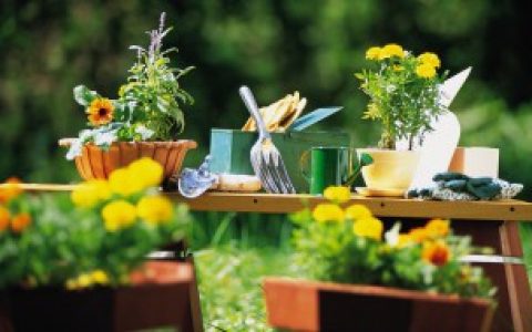 玉树花的养殖方法和注意事项（玉树花的养殖方法和注意事项介绍）