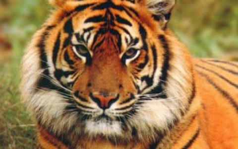 虎年什么属相运势好（虎年哪个属相好）