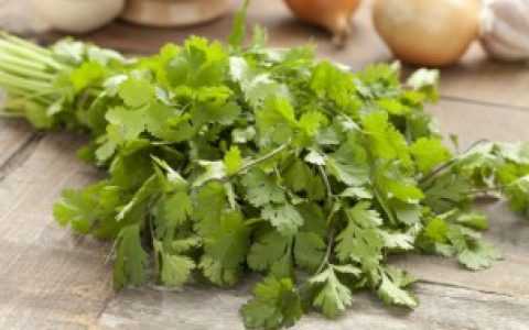 香菜根种子怎么催芽 如何给香菜种子催芽