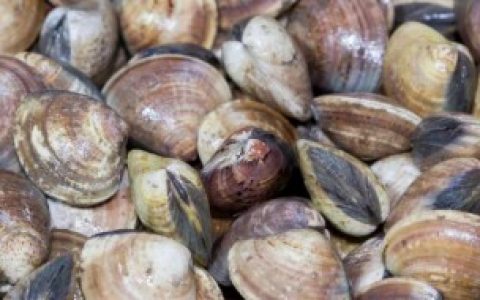 文蛤如何清洗最干净 怎么清洗文蛤