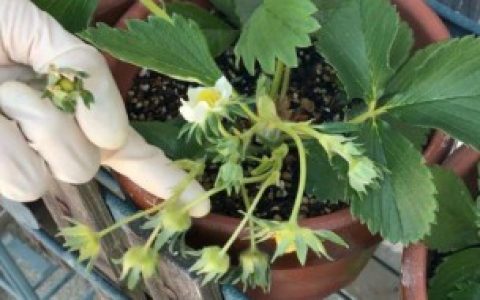 草莓苗培育方法技巧 草莓苗培育方法技巧介绍