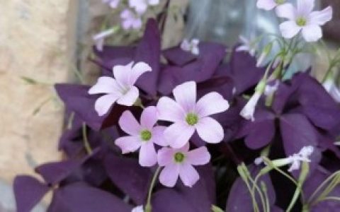 紫叶酢浆草怎么分株方法 紫叶酢浆草怎么分株