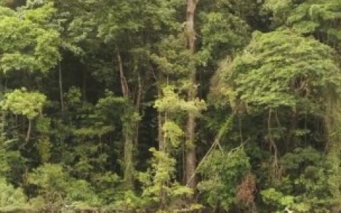 丛林法则简单介绍,什么是丛林法则