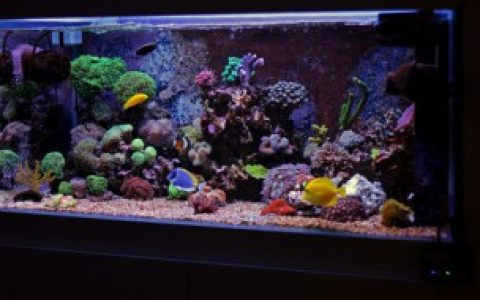 家装鱼缸风水摆放精致,家装鱼缸风水摆放精致的方法