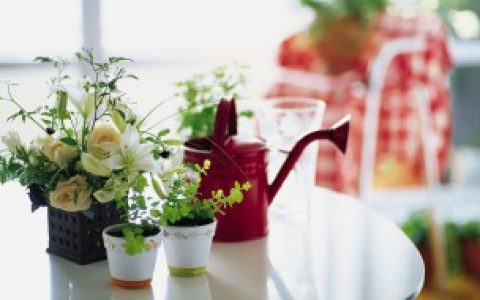 油茶种植后多久可以成活,油茶种植后多长时间可以成活