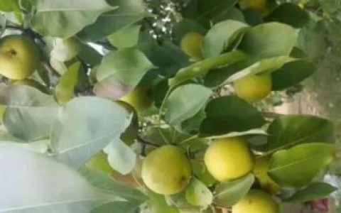 何谓酸梨,酸梨是什么