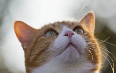 【为什么一掐住小猫的后颈脖子皮猫就动不了】为什么掐住猫脖子后面的肉猫就动不了了