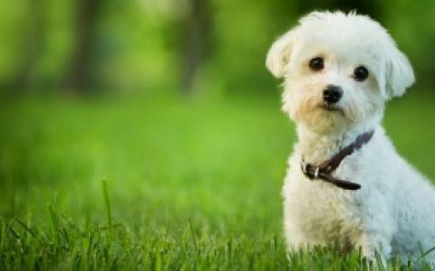 【新手如何养好贵宾犬】贵宾犬怎么养