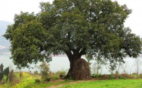 栽黄角树的风水禁忌（栽黄角树的风水禁忌有哪些）