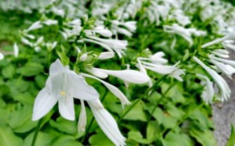 关于玉簪的品种和玉簪的养护方法（玉簪的品种和玉簪的养护方法）