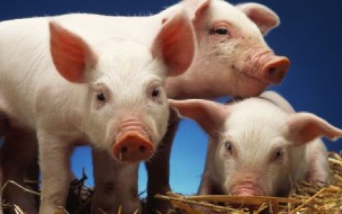 梦见好多猪（梦见很多猪的寓意介绍）