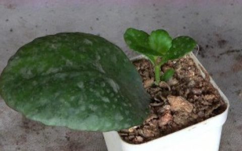 长寿花叶片如何扦插（长寿花叶片怎么扦插）