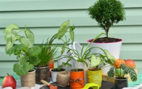 24小时释放氧气的植物有哪些 24小时释放氧气的植物有什么