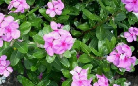 长春花从种到开花需要多久,长春花从种到开花需要多长时间