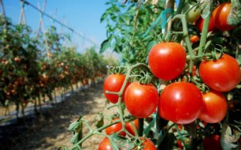 番茄放冰箱里冷冻可以吗,番茄放冰箱里冷冻行不行