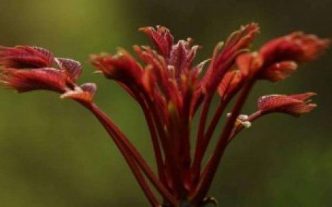 香椿树开花预示着什么,香椿树开花预示着啥