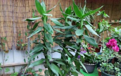 【可以加淡盐水来养富贵竹吗】是否可以加淡盐水来养富贵竹