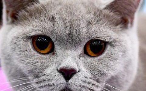 【大门口有白天猫是什么兆头】大门口白天有猫来预示什么