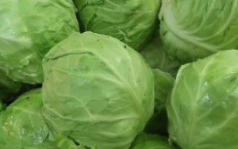 【包菜的播种方法】包菜种子怎么来的