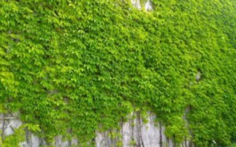 爬山虎跟爬墙虎的区别（爬山虎跟爬墙虎的区别分析）